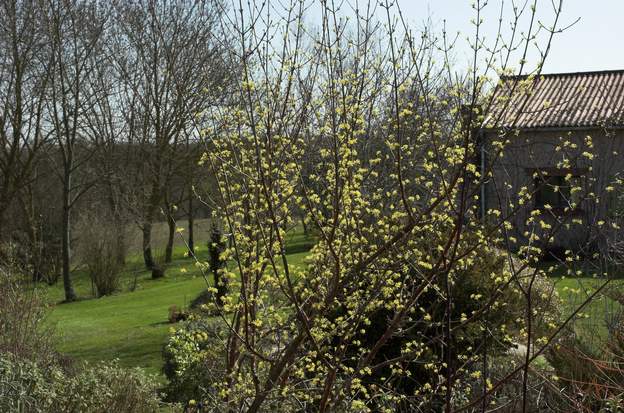 Cornus officinalis 2011 03 4 ans après, il a bien grandi.