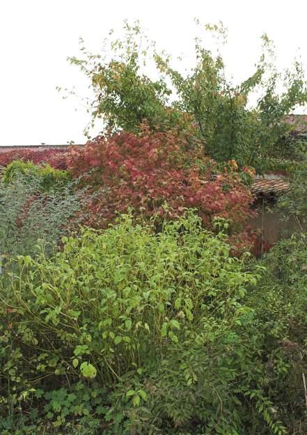 cornouiller et viorne au mois d'octobre, le contraste entre Cornus stolonifera et Viburnum opulus 'Aureum' est tout à fait remarquable.