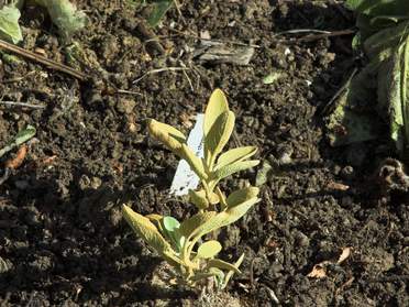 Phlomis arbustifs et vivaces