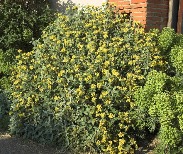 fruticosum 1 2007 Le fruticosum est le plus grand des phlomis. C'est un arbuste très vigoureux. Celui-ci est contre le mur ouest, on le rabat sévèrement afin qu'il ne se casse...