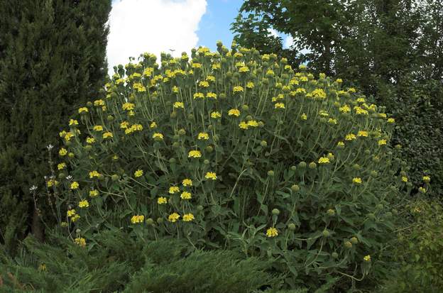 fruticosum 2-2008 Ce deuxième fruticosum est dans la rocaille avec toute une série d'autre espèces du même genre (cf. les dernières photos de ce dossier). Il a déjà une bonne...