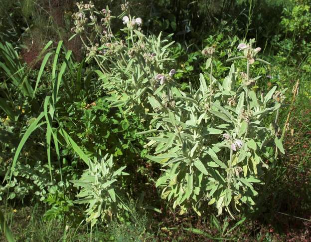 italica 2009 L'un des rares phlomis rose. Ce phlomis est en fait originaire des Baléares, c'est pourquoi on le trouve aussi sous le nom de P. balearica .