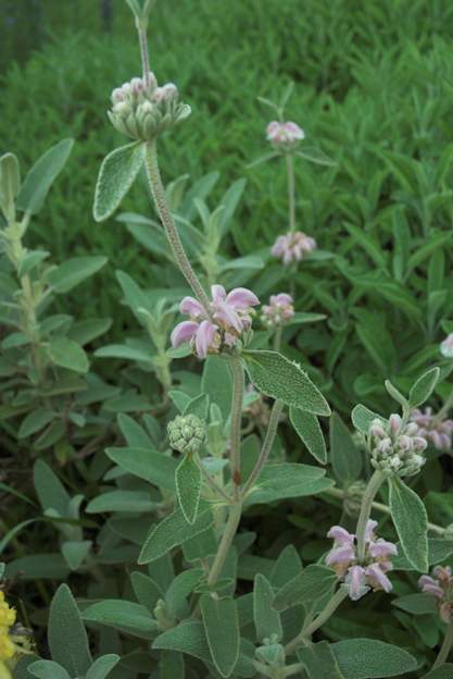 fleur de l'italica Cet arbuste est l'un des plus variables qui existe, sa couleur variant du blanc au rose vif et ses feuilles ayant elles aussi pas mal de variantes. Il est donc...