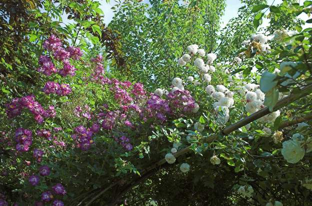 Felicite et Veilchenblau (2) Le même mélange, vu d'un autre côté