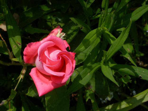 Dolce vita Encore un que j'aimais bien, c'est le problème de ces rosiers, ils sont fragiles, demandent des soins, mais la fleur est vraiment jolie !