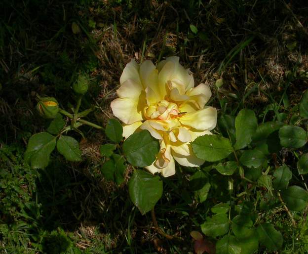 Parure d'or buisson.. très beau, dans un jardin adhoc (traitements et arrosage).