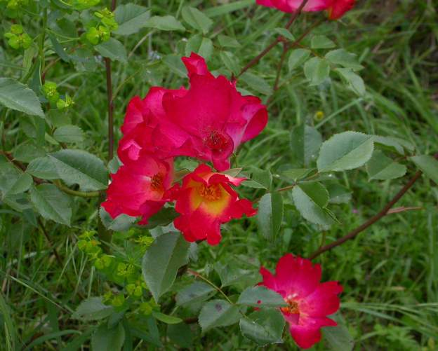 Coktail Très jolie fleur. Mais en fait pas pour nous. C'est un rosier qui peut dépasser les deux mètres et être couvert de fleurs ... dans les bonnes conditions...