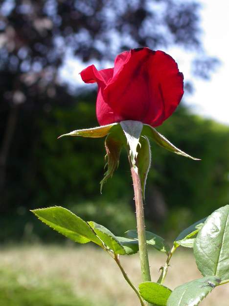 madame delbard Il n'a jamais réussi à faire plus de deux fleurs dans l'année !