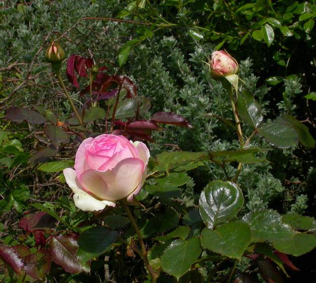 ronsard Planté dans une plate-bande, il n'a pas supporté la concurrence ni le manque de soins.