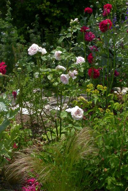 Rose anglaise : Claire Rose Les rosiers anglais en général, sauf Graham Thomas, ne sont pas assez solides pour le jardin. Toutefois en voici quelques uns qui ont dépassé les 20 ans. Contre...