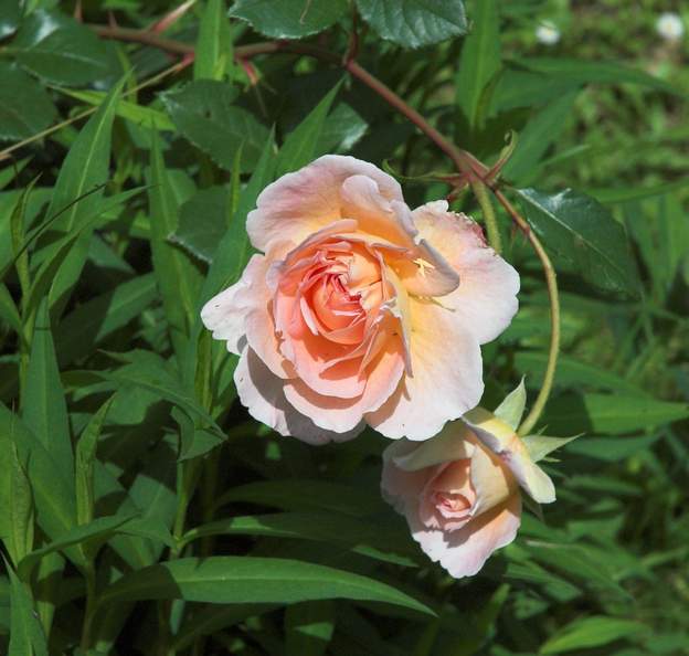 Rose anglaise : English Garden