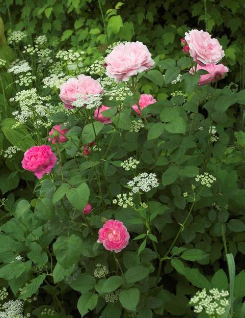 Rose anglaise : Marie-Rose Très romantique ! une grande fraicheur.