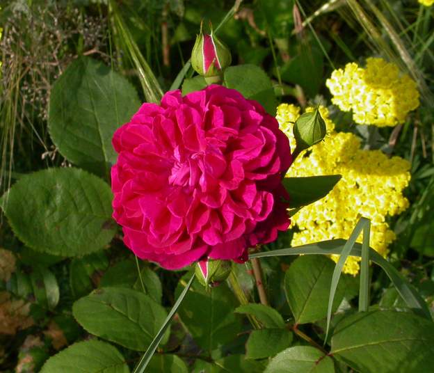 Rose anglaise : William Shakespeare Dans le demi-coeur, plate bande sèche, trop pour lui, mais il fait quand même ses trois fleurs par an !
