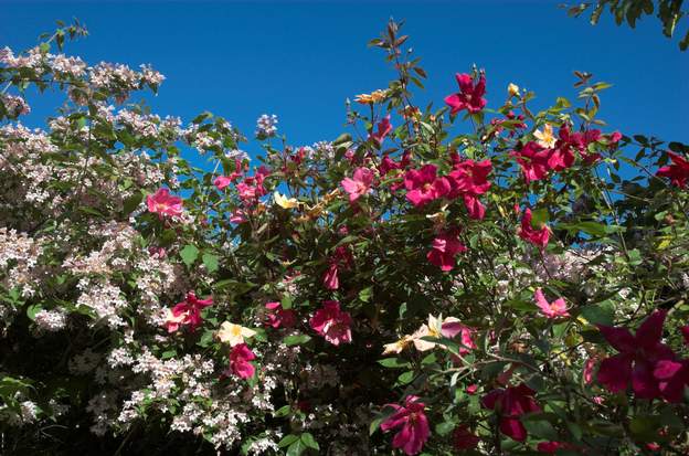 Chinensis 'Mutabilis' Rosa chinensis mutabilis tellement caractéristique ! Ce genre de rosier est magnifique dans une plate bande, donc correspond tout à fait à notre style de...