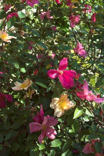 Chinensis 'Mutabilis' De près on voit bien les fleurs qui changent de couleur, c'est à la fois curieux et joli.