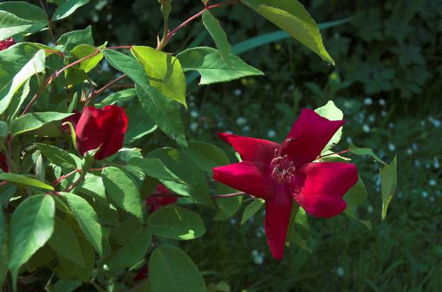 fleur du sanguinea Fleurs simples, sans prétention. Un rosier fait pour être vu de loin, mais c'st le cas de la plupart de nos rosiers, en fait .