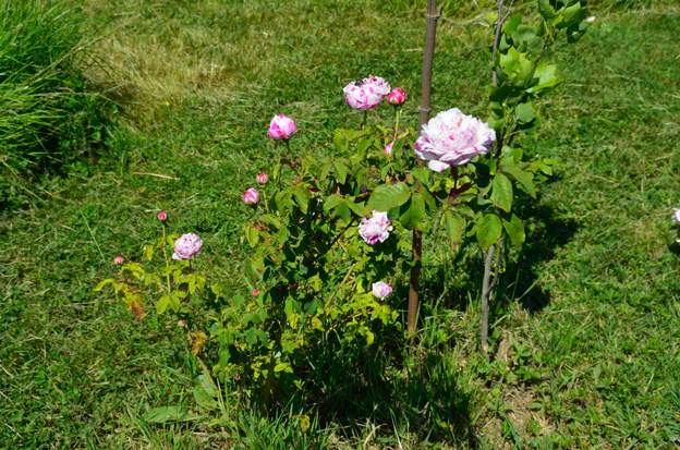 Bourbon 'Variegata di Bologna' 2013 Les roses Bourbon sont nées au début du XIXe siècle sur l'ile éponyme. Ce sont des croisement entre la rose de Damas et le chinensis 'Old Blush'. Ce panaché de...
