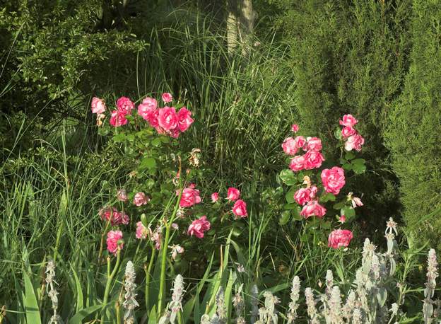 Centenaire de Lourdes Ce rosier buisson, un floribunda, est très très solide, alors il arrive à vivoter au fin fond de la plate-bande ouest. Les floribunda sont des descendant de...
