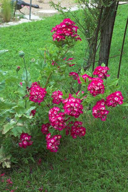 hybride de moschata 'Schubert' 2012 Encore un musqué de la série des peintres. Il est plus rose que Verdi, avec des fleurs plus floconeuses.