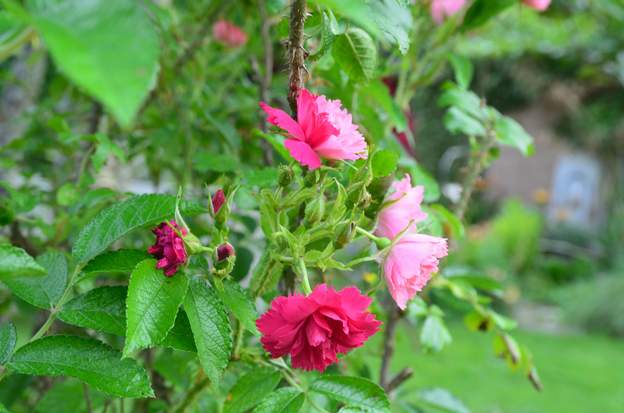 rugosa 'Grootendorst Pink' 2023 06 (1) Sur le rose un bouqet de fleurs a moitié rose et à moitié rouge !