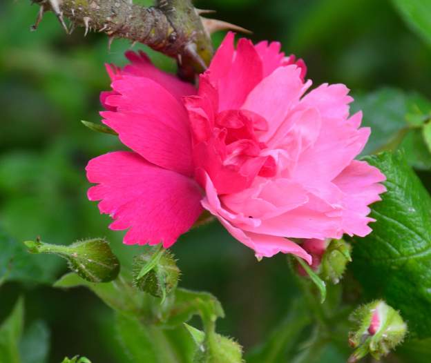 rugosa 'Grootendorst Pink' 2023 06 (2) Les deux couleurs sur la même fleur !