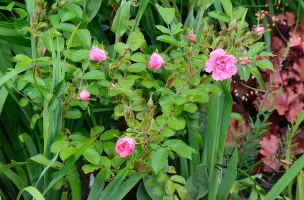 fleur du 'Grootendorst Pink' fleur du 'Grootendorst Pink'