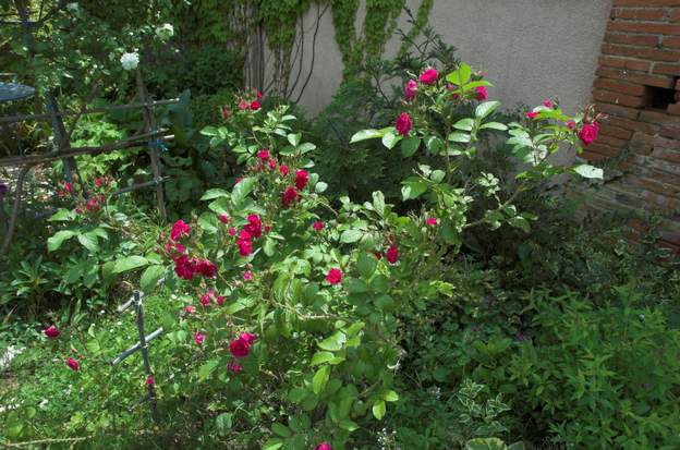 rugosa 'Grootendorst Red' 2010 Un rugosa pas trop envahissant, mais bien florifère quand même.