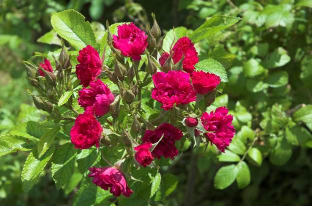 rugosa 'Grootendorst Red' 9990 Fleur en grappe, chiffonée.