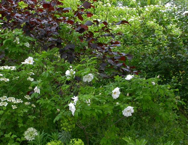 rugosa 'White Perfection' 2 Un rugosa pas trop envahissant, ou alors placé de telle manière qu'il ne peut pas...