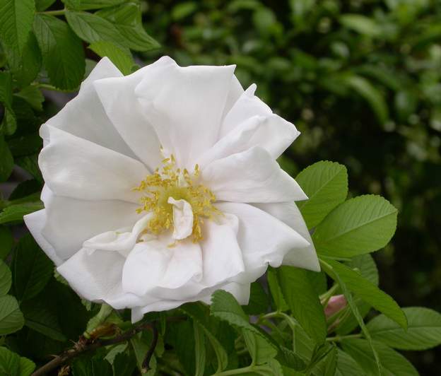 rugosa 'White Perfection' 3