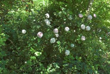 Galliques Rosa gallica . C'est la rose européenne, connue déjà des grecs et romains. On l'appelle aussi rose de Provins , même si...