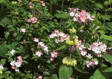 Hybrides musqués Rosa moschata est l'ancètre de cette lignée, composée de multiples arbustes qui, dans notre jardin au moins, sont...