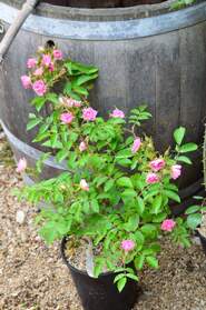 Rugueux . Des rosiers vigoureux et très traçants. Super pour notre jardin. J'ai lu qu'il était considéré dans certaines régions...