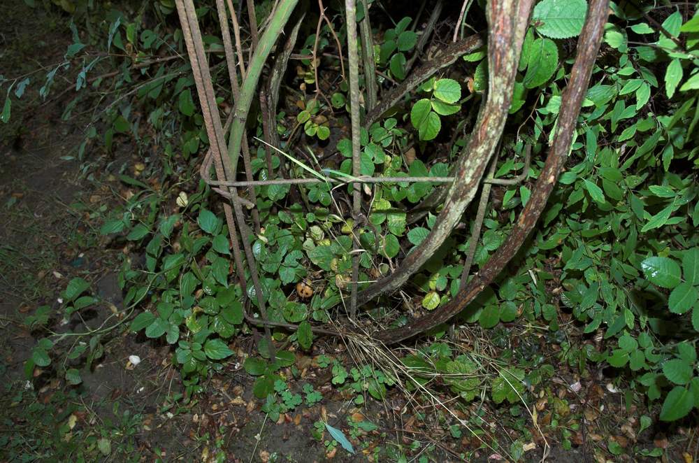 Arche de jardin Lenz Arceau pour rosiers et plantes grimpantes en fer forgé