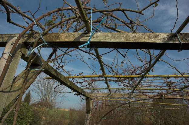 entree 5 En 2011, la structure de bois est complétée par un quadrillage de bambous. Comme on le voit à droite, ces derniers sont attachés par du fil électrique (2,5 mm,...