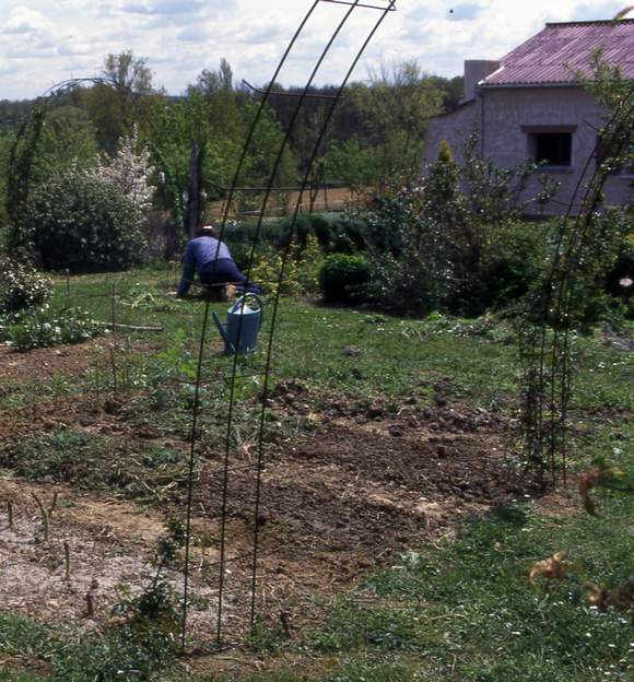 fer a beton 01 Premier essai en 1995. On a juste planté le fer à béton, et mis un jeune rosier liane au pied. On s'appercevra très vite que cette technique n'est valable que...