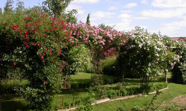 Allée des roses ; mai 2006 On a refait complètement l'allée au début de 2004, elle est donc splendide deux ans après.