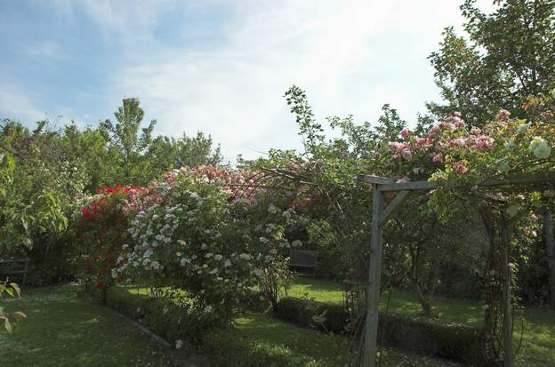 Allée des roses ; mai 2012