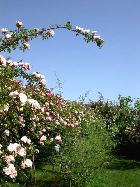 Allée des roses ; côté droit 2009 Cette allée est constituée de rosiers grimpants soutenus par des fers à béton.