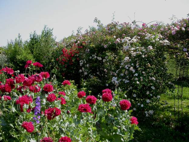 Allée des roses ; côté gauche 2003 pavots et delphiniums devant les rosiers grimpants