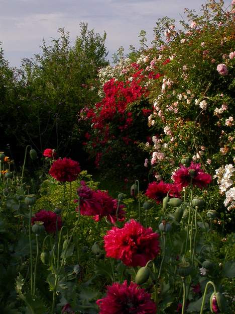 Allée des roses ; côté gauche 2003 Un camaieux de rouge, un ensemble dont le moins que l'on puisse dire c'est qu'il est remarquable !