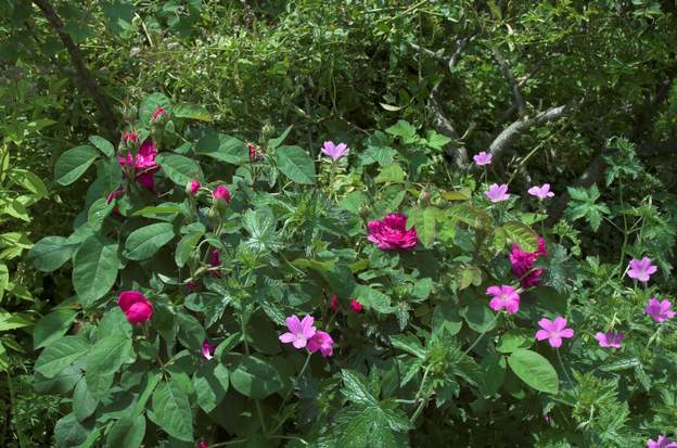 Damas et géranium Le Géranium vivace (Geranium endressii) peut, comme ici, grimper à l'assaut des rosiers de Damas.