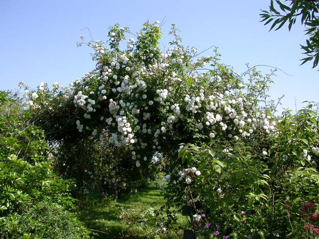 Entrée de l'allée des roses, 2003 ça en jette au mois de mai.