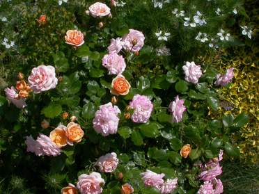 Rosiers
