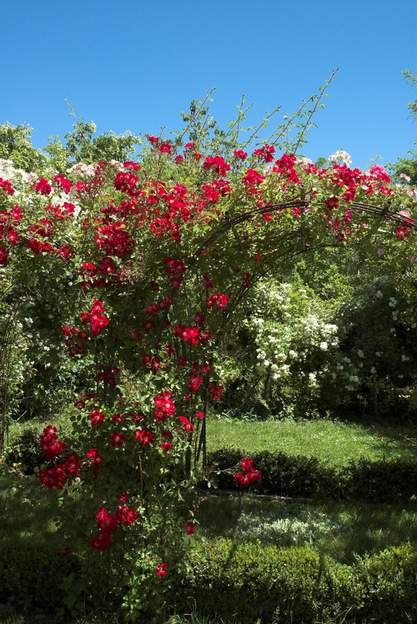 Cherry Meidiland 1 un rosier très vigoureux, qui se multiplie sans difficulté, pousse partout, et même s'hybride discrètement avec d'autres. REMONTANT, oui, oui, couvre-sol si on...