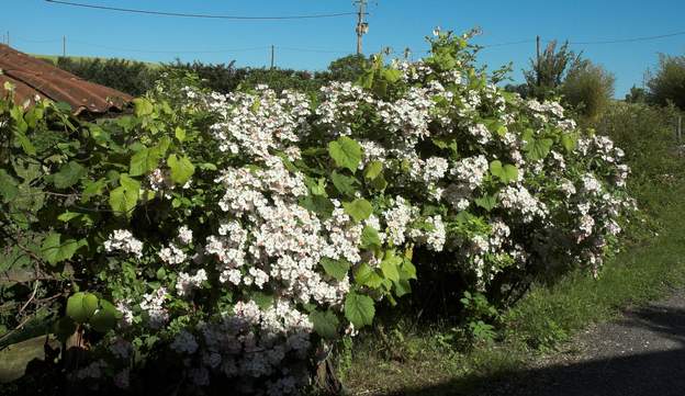 Hybride local 1 Il fleurit début mai, quand Toby Tristan et Kew rambler sont encore en vagues boutons. Il est bourré d'abeilles et autres insectes, alors que d'autres rosiers...