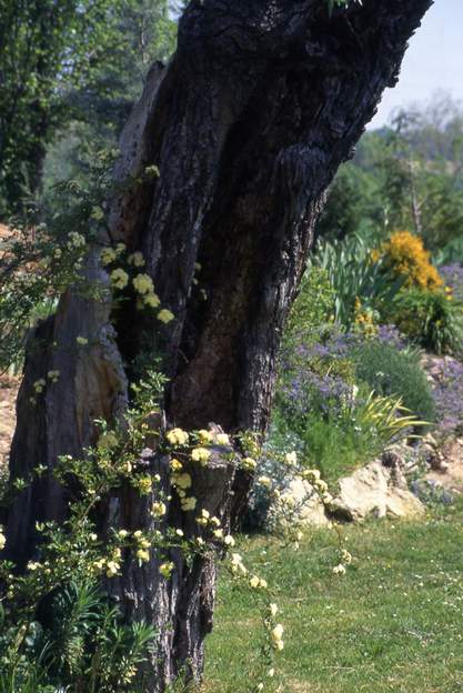 1997 C'est vers 96 que l'on a planté le Banks jaune, afin qu'il recouvre le saule dont nous savons bien qu'il ne va pas tarder à n'être plus que du bois sec. Ici, en...