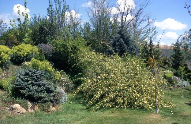 2000 Le saule mort est tombé par terre, le Banks le recouvre entièrement, la souche lui permet de gonfler encore plus.