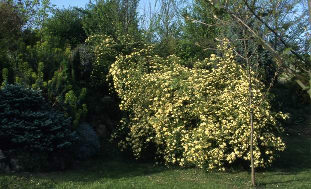 2002 C'est le plus gros rosier du jardin. Au printemps, c'est une splendeur. Il est en train d'envahir la rocaille, nous trouvons ça joli
 pour linstant !