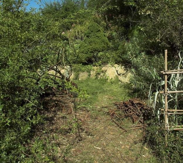 2008 06 2 On intervient à nouveau : Une taille vigoureuse a enlevé les 3/4 du rosier, laissant le passage complètement ouvert et libérant la rocaille.